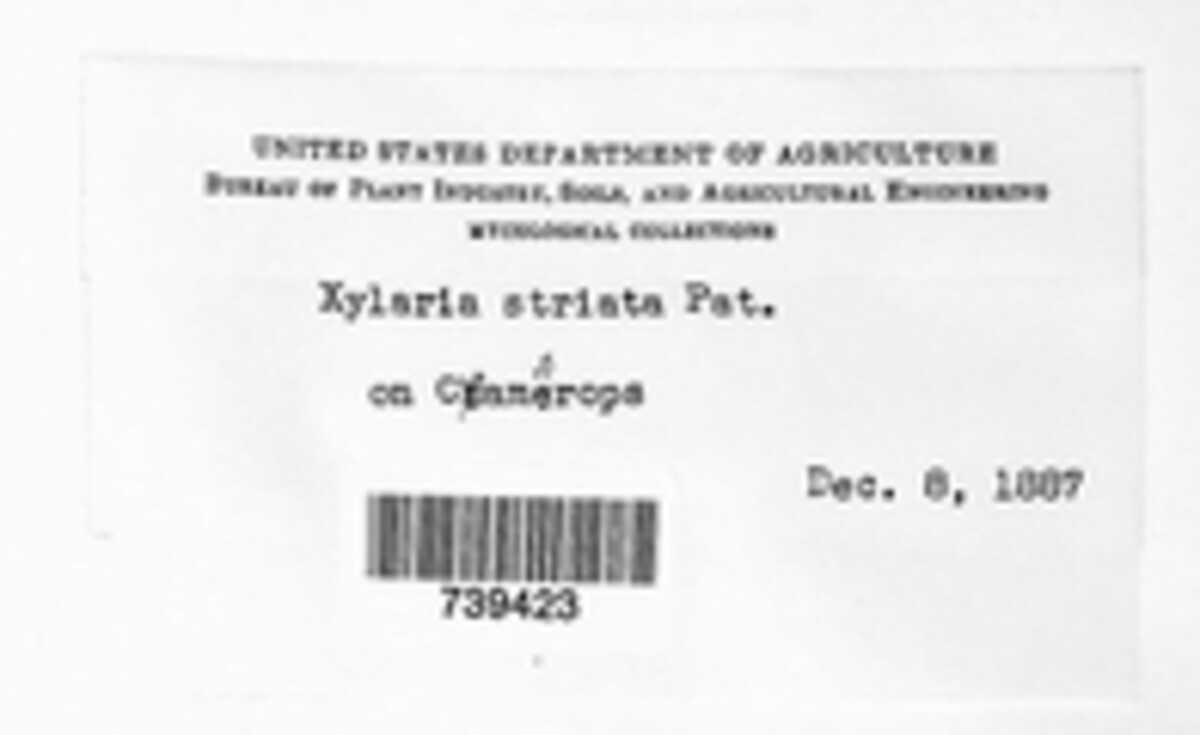 Xylaria striata image